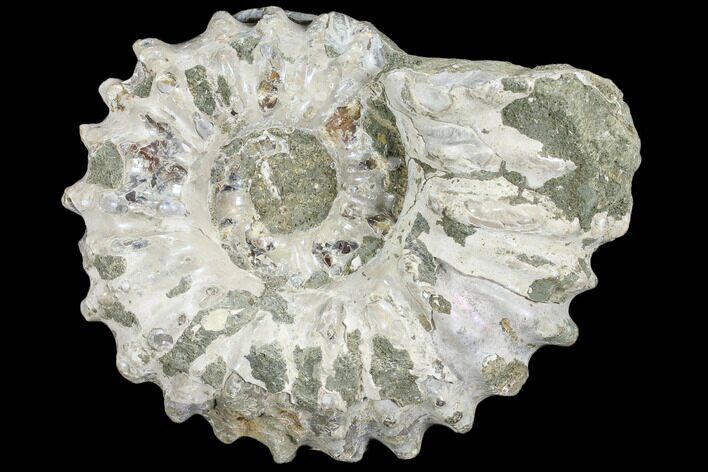 Bumpy Ammonite (Douvilleiceras) Fossil - Madagascar #103057